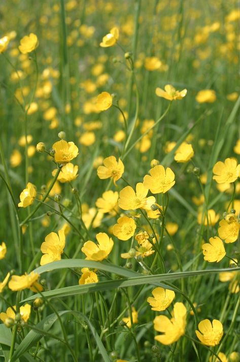 Buttercup Ranunculus, Buttercup Field, Meadow Buttercup, Buttercup Cottage, Story Themes, Beautiful Yellow Flowers, Buttercup Flower, Wild Meadow, Buttercup Yellow