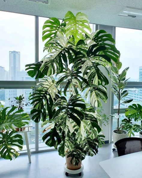 Indoor Tropical Plants, Low Maintenance Indoor Plants, Large Indoor Plants, Plant Goals, Variegated Plants, Plant Decor Indoor, Plant Aesthetic, House Plants Decor, Monstera Deliciosa