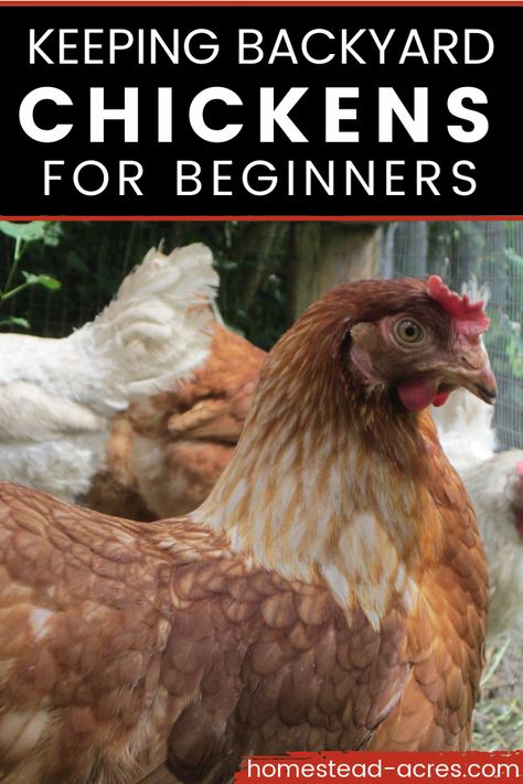 Brown chicken outside. Text overlay says Keeping Backyard Chickens For Beginners. Backyard Chickens Diy, Chickens For Beginners, Chickens For Eggs, Raising Meat Chickens, Egg Laying Chickens, Backyard Chicken Coop Plans, Urban Chickens, Backyard Chicken Farming, Chicken Life