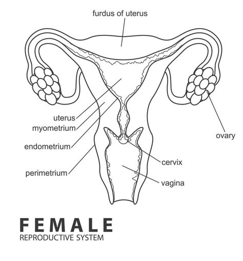 Female reproductive system outline, Vector Illustration Female Reproductive System Diagram, Reproductive System Project, Reproductive System Activities, Female Reproductive System Anatomy, Female Reproductive Anatomy, Human Anatomy Picture, Biology Diagrams, Printable Label Templates, Body Diagram