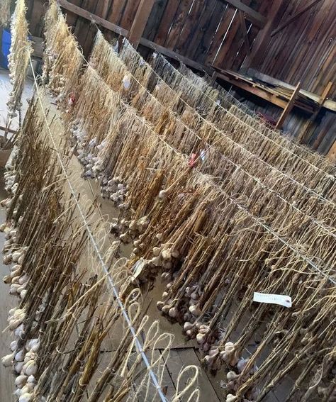 Garlic! Thousands of bulbs of organic #Garlic 20+ varieties drying in our barn for you This is our Hearts Desire Want some? Follow us here https://linktr.ee/heartsdesirefarm #Heartsdesirefarm #organicfarm #Foodie #organicfood #GoodFood #Cooking #Eating #healthy #Healtheylifestyle Garlic Drying, Garlic Farm, Organic Farming, Hearts Desire, Eating Healthy, Organic Recipes, Follow Us, Garlic, Good Food