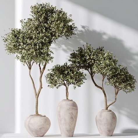 Plants Mission Olive Tree Indoor Vase Set006 Olive Tree Indoor, Japandi Garden, Indoor Topiary, Avatar Group, Indoor Olive Tree, Bonsai Indoor, Orchid Flower Arrangements, Tree Indoor, Labyrinth Design