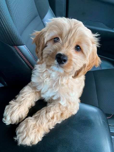 Cutest Dog Breeds, Cute Small Dogs, Dog Mommy, Training Ideas, Cavapoo Puppies, Cutest Dogs, Fluffy Puppies, Cute Animals Puppies, Most Popular Dog Breeds