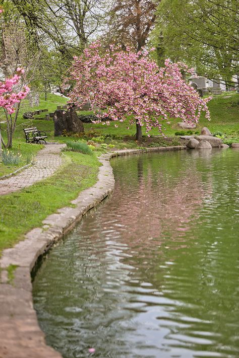 Garden Nails, Aesthetic Garden, Blossom Garden, Cherry Blossom Festival, Söt Katt, Cherry Blossom Season, Garden Aesthetic, Decoration Garden, Spring Landscape