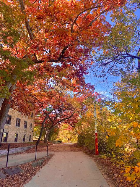 Wisconsin College Aesthetic, Fall In Wisconsin, Fall At College, University Fall Aesthetic, College Halloween Aesthetic, University Of Wisconsin Madison Aesthetic, Madison Season, Madison Wisconsin Aesthetic, Sunny Fall Aesthetic