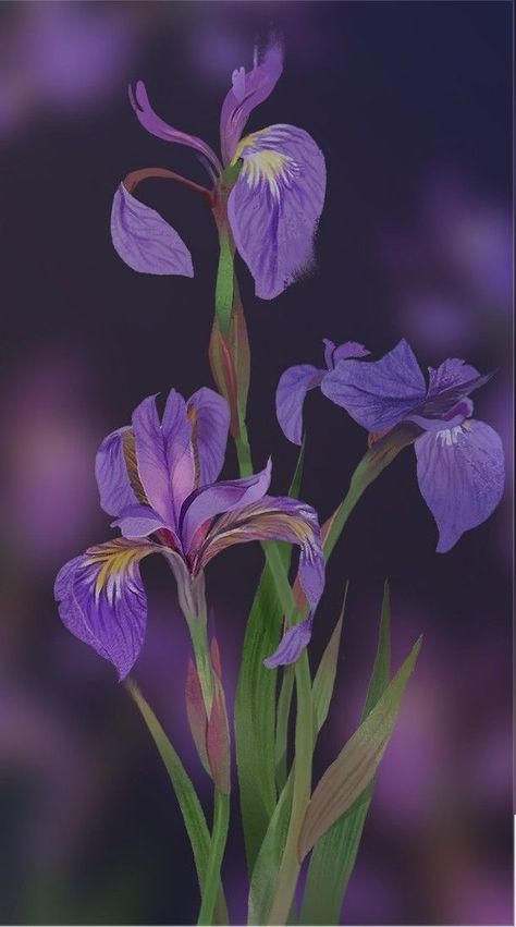 Nature wallpaper iPhone Iris Wallpaper Iphone, Nature Wallpaper Iphone, Plum Wallpaper, Plum Art, Decoupage Papers, Hd Wallpapers For Mobile, Samsung Wallpaper, Decoupage Paper, Purple Wallpaper