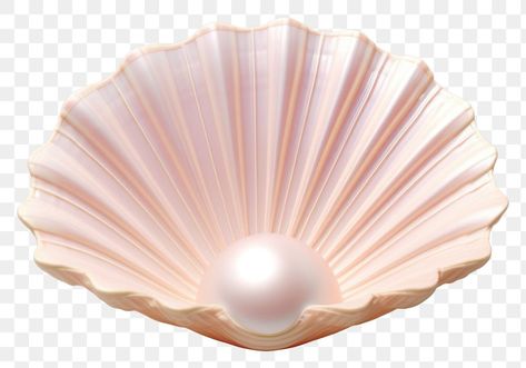 Seashell Transparent Png, Seashell Png, Pearl Png, Snake Images, Pearl Seashell, Snake Drawing, Baby Wallpaper, Stripes Wallpaper, Marble Wallpaper