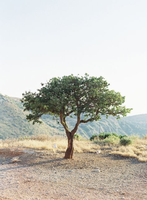 Lone Olive Tree in Kefalonia Greece | photography by http://www.victoriaphippsphotography.co.uk/ Olive Tree Aesthetic, Olive Tree Care, Bonsai Inspiration, Growing Olive Trees, Dream Garden Backyards, Modern Water Feature, Front Lawn Landscaping, River Rock Garden, Backyard Covered Patios