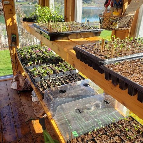 Are you interested in adding a greenhouse to your garden? I've had so many questions asked about my greenhouse, and hope to answer most of them here. Starting Seeds In Greenhouse, Shelves For Greenhouse, Permaculture Greenhouse, Seed Starting Greenhouse, Diy Greenhouse Shelves, Greenhouse Shelf, Garden Preserving, Greenhouse Tips, Greenhouse Projects