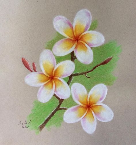 Flowers by soft pastels #flower#pastels#drawing#pictures#paper#colour#spring#art#softpastel#frangipani# Soft Pastel Colour Drawing, Flower Drawing Design Colour, Beautiful Flower Drawings Colour, Pencil Colour Drawing Flower, Pastel Pencil Art, Doodles Sharpie, Spring Sketch, Spill Art, Soft Pastel Flowers