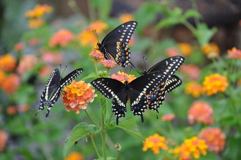 Planting a butterfly garden for kids. I always like ideas for family fun. This is a great opportunity to teach your kids about gardening, pollinators, and life. Butterfly In Garden, Aesthetic Butterflies, Butterflies Aesthetic, Butterfly Sitting, Animals Butterfly, Attracting Butterflies, Nails Butterfly, Aesthetic Animals, Butterfly Locs