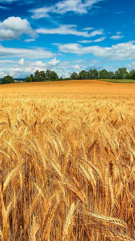 Field Wallpaper, New Wallpaper Iphone, Nature Iphone Wallpaper, Fields Of Gold, Golden Wheat, Wheat Field, Wheat Fields, Country Scenes, Fields Photography