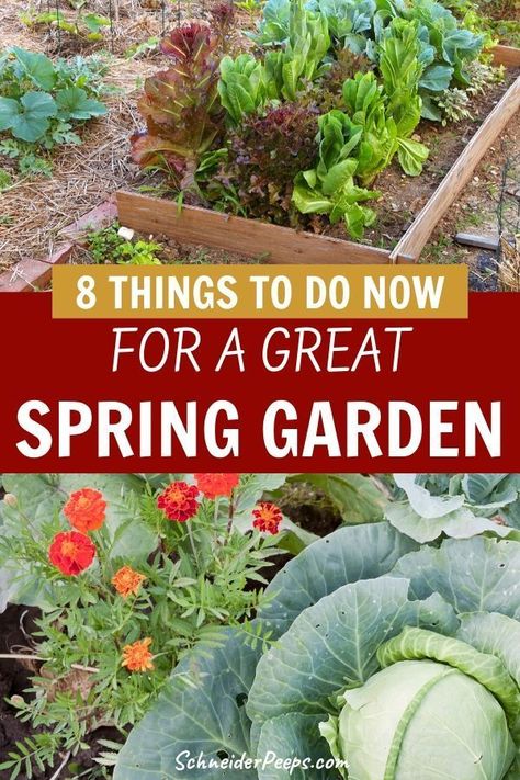 Planning the spring garden begins well before spring. Even if your garden is covered in snow you can do these 8 simple things now so that you'll be growing fruits and vegetables in the spring instead of trying to play catch up. Learn what things you can do now in this step by step guide. #GrowingFood #GardenIdeas #Homesteading #GardenPlanning Organic Gardening Tips, Spring Vegetable Garden, Spring Vegetables, Healthy Garden, Growing Fruit, Garden Pests, Veggie Garden, Growing Food, Simple Things