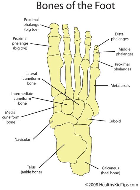 Meet Your Feet, Part 1 Bones In The Hand, Carpal Bones Anatomy, Hand Anatomy Bones, Bones In Hand, Human Anatomy Diagram, Hand Bone Anatomy, Bones Of The Hand, Carpal Bones, Drawing Medical