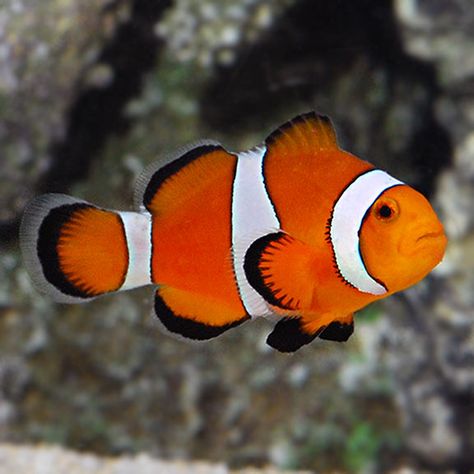 Ocellaris Clownfish, Saltwater Aquarium Beginner, Saltwater Aquarium Fish, Saltwater Fish Tanks, Salt Water Fish, Saltwater Tank, Clownfish, Water Animals, Beautiful Sea Creatures