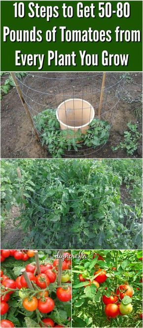 10 Steps to Get 50-80 Pounds of Tomatoes from Every Plant You Grow. Revealed: The Secret to Growing Juicy, Tasty, High-Yield Tomatoes #”howtogardenvegetables” Tanaman Tomat, Tomatoes Growing, Garden Veggies, Veg Garden, Tomato Garden, Have Inspiration, Food Garden, Veggie Garden, Edible Garden