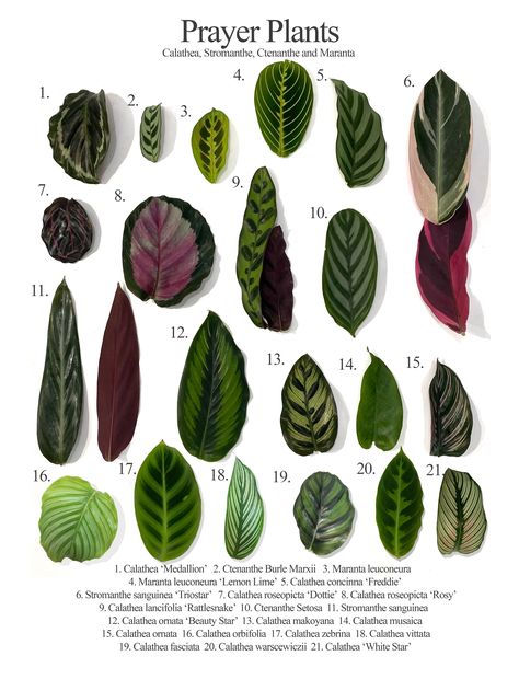 Tanaman Indoor, Tanaman Pot, Calathea Plant, Plant Goals, Prayer Plant, Decoration Plante, Plant Identification, House Plant Care, House Plants Decor