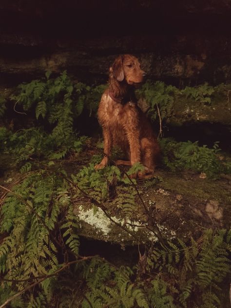 Mutt Dog Aesthetic, Dog Adventure Aesthetic, Dogs In Nature Aesthetic, Cottagecore Dog, Rotting Fruit, Dog In Forest, Dog In Forest Aesthetic, Forest Goddess, Hiking With Dogs Aesthetic