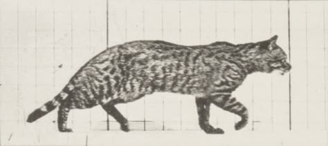 Cat_trotting,changing to a gallop Eadweard Muybridge, Animal Movement, Cat Anatomy, Animation Storyboard, Motion Photography, Cat Reference, Animation Sketches, Animal Study, Cat Pose