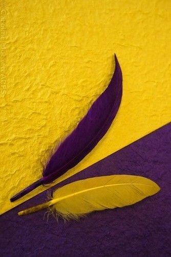 Contrast Photography, Yellow Violet, Yellow And Purple, Color Harmony, Purple Violet, Complimentary Colors, Yellow Aesthetic, Mellow Yellow, Complementary Colors