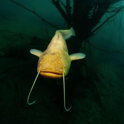 Rare albino wels catfish (Silurus glanis) Photographer: Martin Rejžek Wels Catfish, Albino Cat, Channel Catfish, Wild Waters, Types Of Fish, Catfish, Animals Friends, Fish Pet, Fish