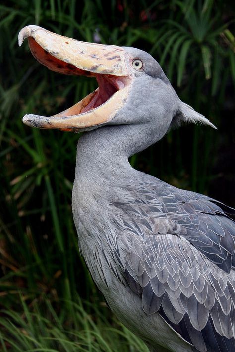 Shoebill - The Loftwings in Skyward Sword were based on these goofy-looking, adorable fellas. Shoebill Bird, Scary Birds, Birds Pictures, Shoebill Stork, Dinosaur Facts, Wallpaper Nature, Animal Sketches, Bird Pictures, Exotic Birds