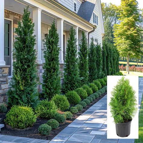 Trade Gallon Arborvitae Green Giant Landscape Pots Front Yards, Farmhouse Landscaping Ideas Front Yards, Hearty Landscaping Plants, Arborvitae Christmas Decor, Cedar Trees Landscaping Front Yards, Skyrocket Juniper Privacy, Pine Trees In Front Of House, Outdoor Ivy Wall, Outdoor Shrubs Front Yards