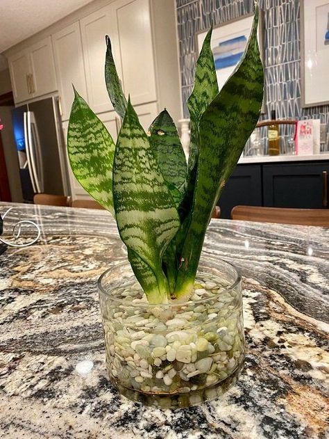 House Plants In Water, Mother In Law Plant, Snake Plant Indoor, Plants Grown In Water, Plant In Glass, Plants In Jars, Vase Ideas, Garden Tables, Snake Plants