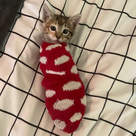 Cat In A Sock, Sock Cat, Extraterrestrial Beings, Cat Socks, Silly Cats, Beautiful Butterflies, Cat Photo, Cutie Patootie, Cool Cats