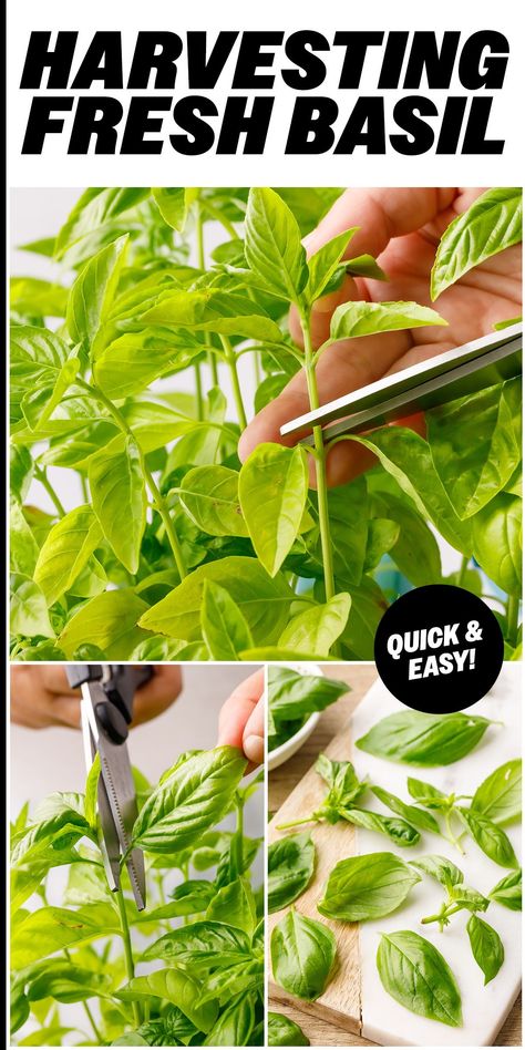 How To Harvest Basil, How To Save Basil Fresh Herbs, How To Preserve Fresh Basil Leaves, How To Pick Basil, Keep Basil Fresh, Harvest Basil, How To Harvest Basil From Plant, Harvest Basil How To, Storing Fresh Basil