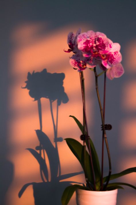 Pictures With Shadows, Flower Shadow Painting, Lace Shadow Photography, Objects With Shadows, Photography Light And Shadow, Light As Subject Photography, Object Lighting Reference, Light And Shadow Photography Photo Ideas, Light And Shadow Illustration