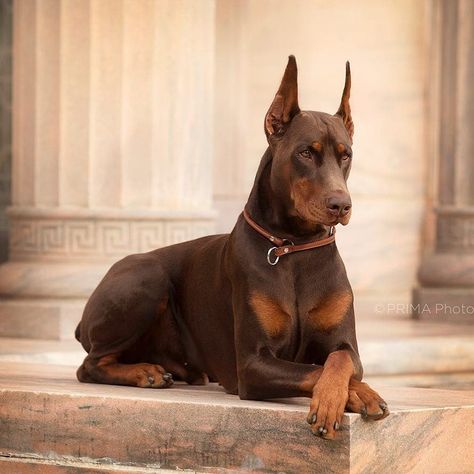 Doberman Worldwide 🌍 on Instagram: “Royalty 👑 . . 📷 @doseofdex . . #doberman #doberman_worldwide #dogsofinstagram #bullybreed #dobermanpride #dobie #dobermanpinscher…” Anjing Doberman, Red Doberman Pinscher, European Doberman, Doberman Puppies, Puppy Barking, Doberman Love, Doberman Pinscher Dog, Doberman Puppy, Doberman Dogs