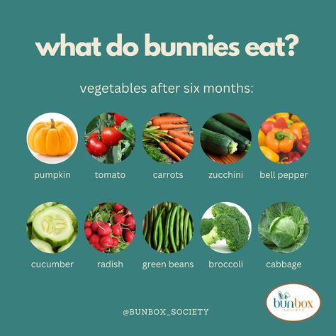 Whether you are a pet mom or a child mom, the first question you ask yourself every morning is, “What should I feed them today?” Here are some nutritious ideas for feeding your bunnies. Feeding your bunnies a balanced diet is essential for their health and well-being. Here are some nutritious options: 1. Hay. The primary component of a bunny’s diet should be high-quality hay, such as timothy, orchard grass, or oat hay. It provides the necessary fiber for their digestive system. 2. Fresh V... Bunny Meal Plan, What Do Bunnies Eat, Bunny Diet, Bunny Food, Bunny Cage, Brer Rabbit, Pet Bunny Rabbits, Bunny Stuff, Animal Food