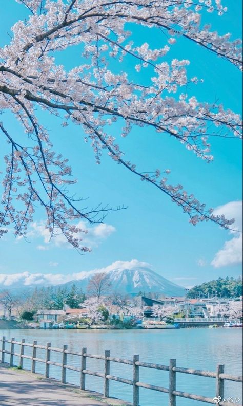 Korea Lockscreen, Pretty Background, Cherry Blossom Wallpaper, Japan Landscape, Flowery Wallpaper, Pretty Backgrounds, Japan Aesthetic, Cute Simple Wallpapers, Beautiful Landscape Wallpaper