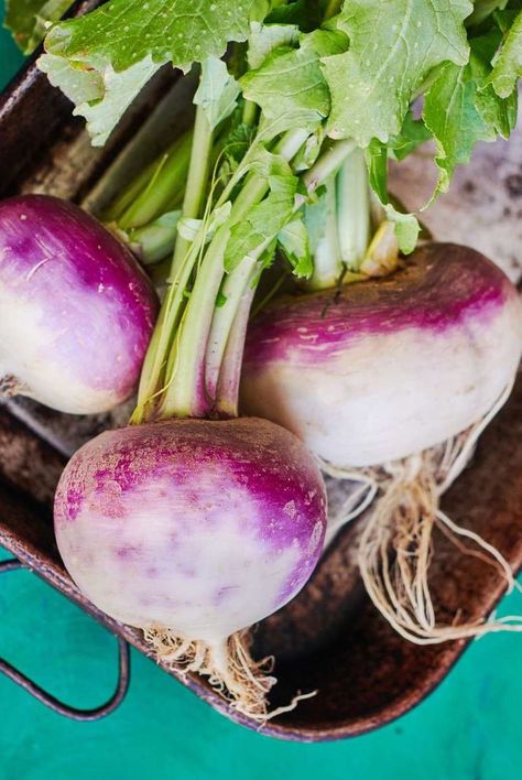 Not sure about turnips? Learn all about turnip nutrition benefits, how to cook with turnips, how long turnips stay good for, and turnip recipes. #turnips #turniprecipie #howtocook Turnip Salad Recipes, Turnip Aesthetic, Lolly Willowes, Drawtober 2023, Grow Turnips, Halfling Druid, Growing Turnips, Turnip Salad, Massive Garden