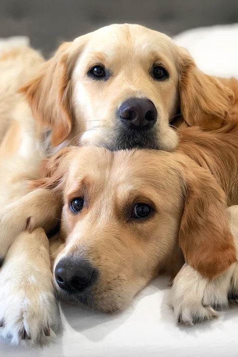 These 2 Golden Retrievers May Be Named After Star Wars Villains, but They Cuddle Like Good Boys Perros Golden Retriever, Regnul Animal, Golden Retriever Puppies, Retriever Puppies, Labrador Retrievers, Golden Retriever Puppy, Retriever Puppy, Dogs Golden Retriever