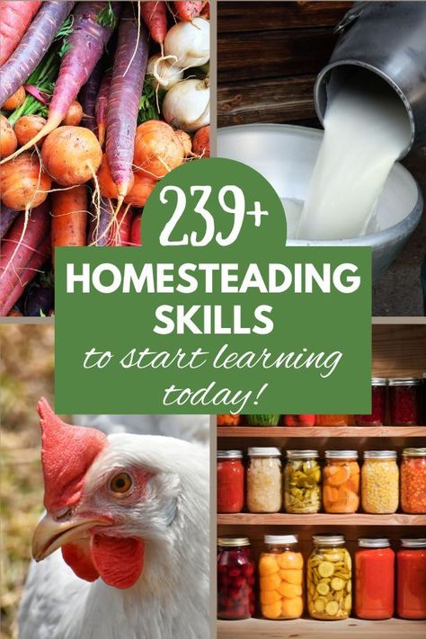 Four pictures- upper right pic is a pile of colorful root vegetables like purple carrots, radishes, and onions. Upper right is fresh milk being poured from a can into a bowl, bottom left is a white chicken with a red crest, and the bottom right is shelves filled with home canned food. Self Sufficient Living, Homestead Skills, Self Sufficient Homestead, Modern Homesteading, Homesteading Diy, Homestead Farm, Homestead Gardens, Self Sufficient, Homesteading Skills