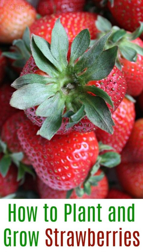 How to Plant and Grow Strawberries - One Hundred Dollars a Month Strawberry Runners, Strawberry Seeds, Grow Strawberries, Strawberry Seed, Small Nurseries, Fall Garden Vegetables, Growing Strawberries, Strawberry Patch, Strawberry Plants