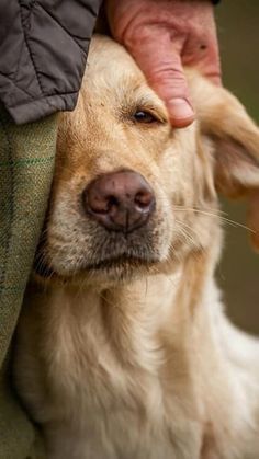 Dog Emotions, Foto Top, Dog Photoshoot, 강아지 그림, Golden Retrievers, Dog Photography, Dog Portraits, Dog Photos, Mans Best Friend