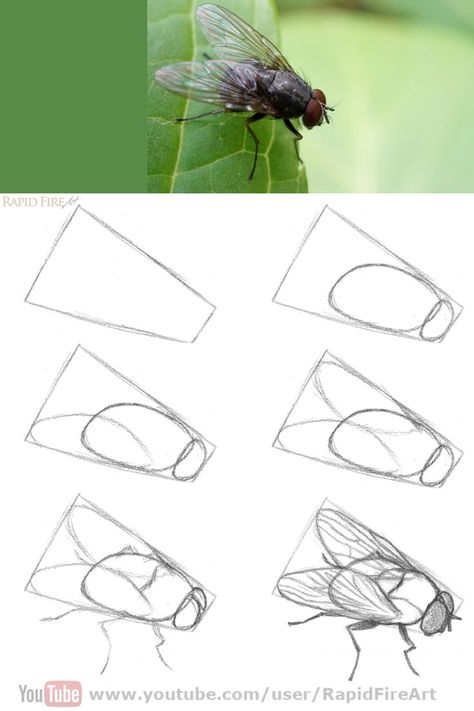 Bug Drawing Tutorial, Insect Sketches Simple, Sketching Ideas Step By Step, Moth Drawing Tutorial, A Fly Drawing, How To Draw A Realistic Butterfly, How To Draw Insects Step By Step, Praymantis Drawing, How To Draw Moths