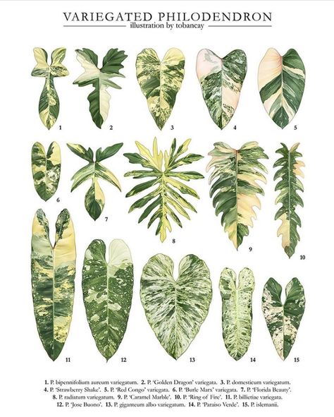 Variegated Tropical Plant Illustration and graphics Indoor Tropical Plants Houseplant, Philodendron Plant Varieties, Plant Leaf Identification, Rare House Plants, Leaf Identification, Variegated Philodendron, نباتات منزلية, Philodendron Plant, Household Plants