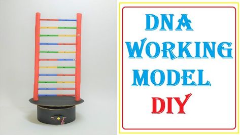 dna science project working model diy at home | craftpiller | diy biology project Dna Working Model, Science Project Working Model, Biology Project, Dna Science, Science Model, Science Exhibition, Science Models, Biology Projects, Biology Science