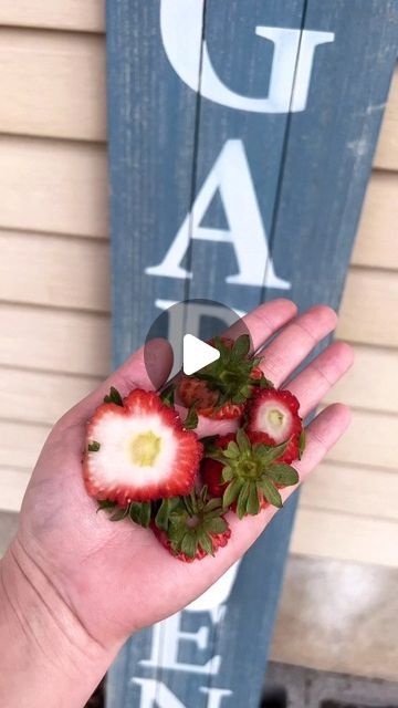 Garden || Gardening Lover || Garden Love 🏡 on Instagram: "Turn your Scraps into Strawberries! 🌱 . 🎥: @mamanowwhat . Do your kids love strawberries? Mine do!   Instead of tossing out those tops, here’s a fun and sustainable way to make the most out of them…  Simply take the tops and plant them in your garden!   Tend to them like normal seedlings, watering 💧 and sunlight 🌞 and within a few weeks they will be popping up!   Don’t let those strawberry scraps go to waste!   Let’s turn the scraps into a thriving strawberry patch in your backyard!   From saving money to reducing waste and enjoying fresh, homegrown strawberries, it’s a win-win for everyone!   Start your strawberry growing journey today after your kids have a snack 😉 #strawberrygarden" Strawberry Scraps, Strawberry Growing, Strawberry Garden, Strawberry Patch, Growing Strawberries, Reducing Waste, Strawberry Plants, Diy Greenhouse, Strawberries