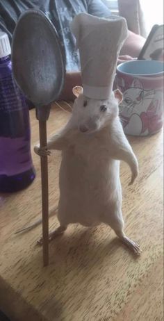 Funny Looking Cats, Funny Rats, Funny Hamsters, Cute Rats, A Rat, Funny Animal Photos, Funny Animal Jokes, Silly Animals, Weird Pictures