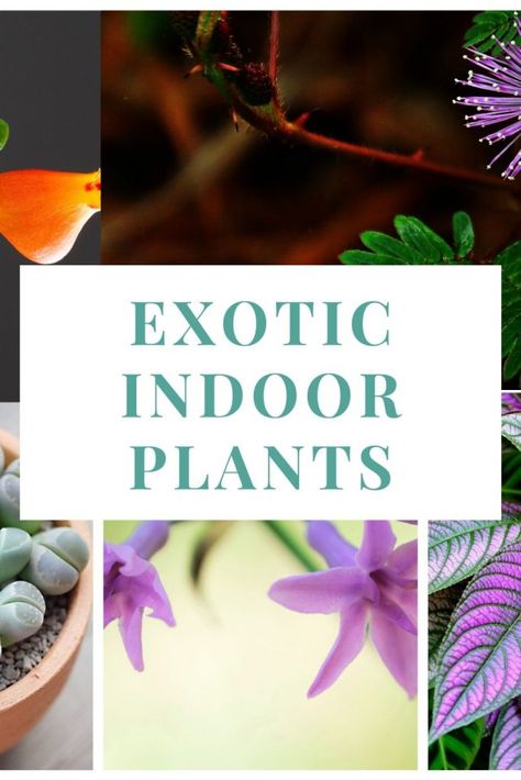 Discover 17 stunning exotic indoor plants that will bring a sense of adventure and unique beauty to your home. From lush tropicals to striking flowering species, these plants will transform your space with their vibrant colors and captivating scents. Perfect for plant enthusiasts looking to create an extraordinary indoor garden. Learn how to care for each and let your plant collection stand out! House Plants Unique, Interesting House Plants, Unique Indoor Plants, Rare Indoor Plants, Weird Indoor Plants, Exotic Plants Indoor, Best Indore Plants, Rare Houseplants 2023, Exotic House Plants