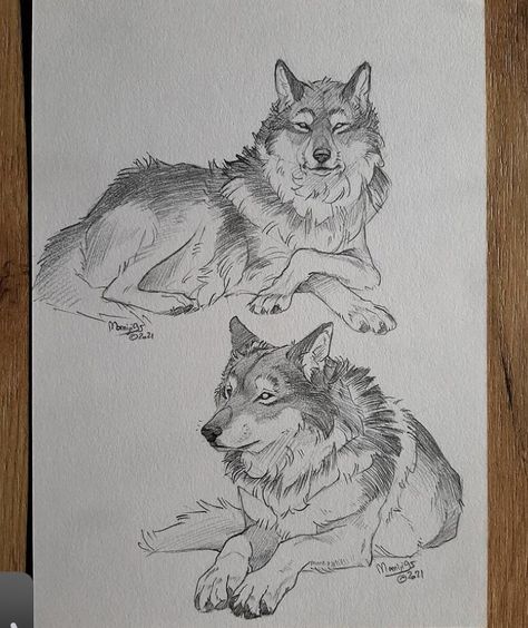 Wolf Sketch, Canine Drawing, Animal Illustration Art, Animal Drawings Sketches, Wolf Drawing, Canine Art, Animal Sketches, Art Tutorials Drawing, Book Art Drawings