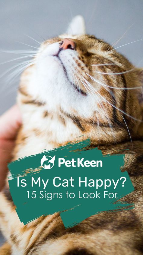 What could be more relaxing than the sound of a purring cat? We all want our cats to be happy, and purring is an excellent sign of contentment. #happycats #petkeen #catinfo #catcare #catowners #catbehavior Purring Cat, Cat Happy, Cat Info, Cat Owner, Cat Behavior, Cat Care, Cat Owners, To Be Happy, My Cat