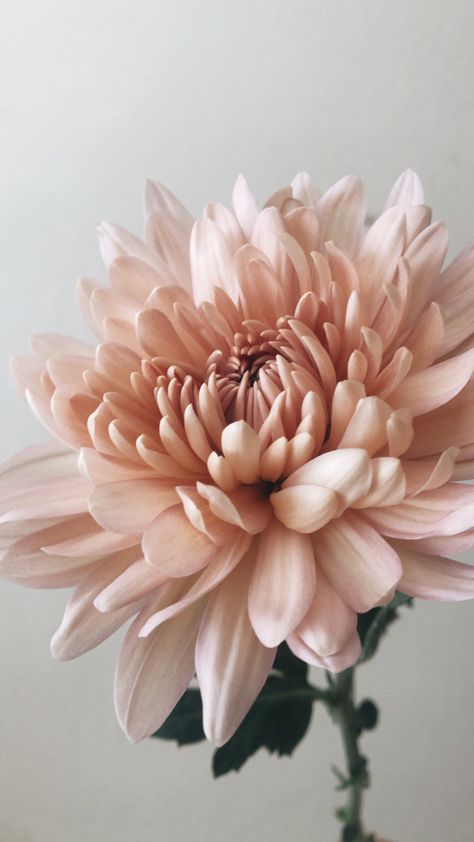 Linette mum is the perfect shade of a muted peachy pink Blush Astethic, November Flowers, Muted Flowers, Peachy Flowers, Dusty Rose Flowers, Dusty Pink Flowers, Roses Tattoos, Mum Flowers, Pink Mums