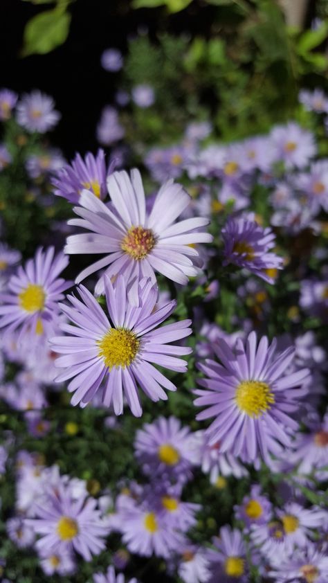 Aesthetic Aster Flowers, Yellow Cosmos Flowers Aesthetic, Purple And Yellow Flowers Aesthetic, Purple Flower Garden Aesthetic, September Flowers, Field Of Purple Flowers Aesthetic, Aster Flower, Beautiful Flowers Photos, Flower Landscape