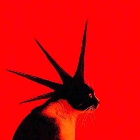 Punk Cats, Arte Grunge, Arte Punk, Arte Inspo, Jolie Photo, Silly Cats, Funky Art, الرسومات اللطيفة, White Cat